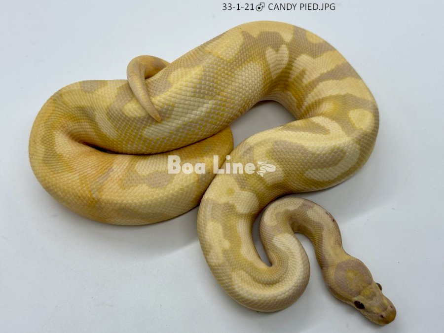 CANDY PIED